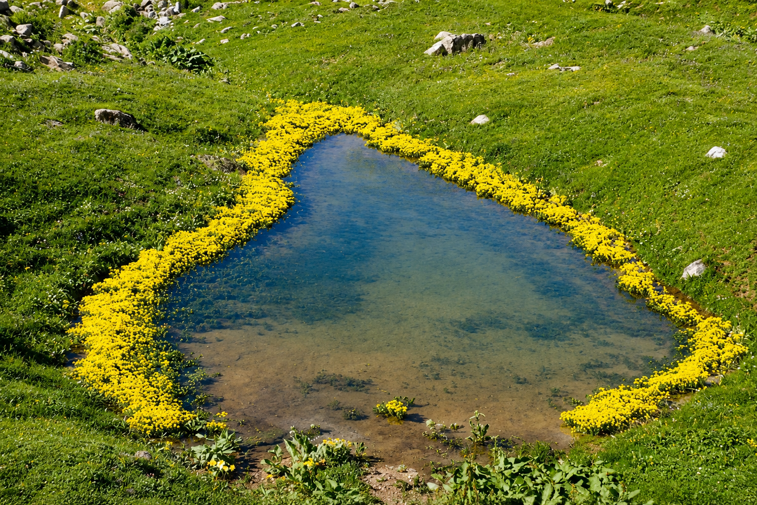 Arsiyan Yaylası ve Gölleri — Artvin kültür rotası görseli