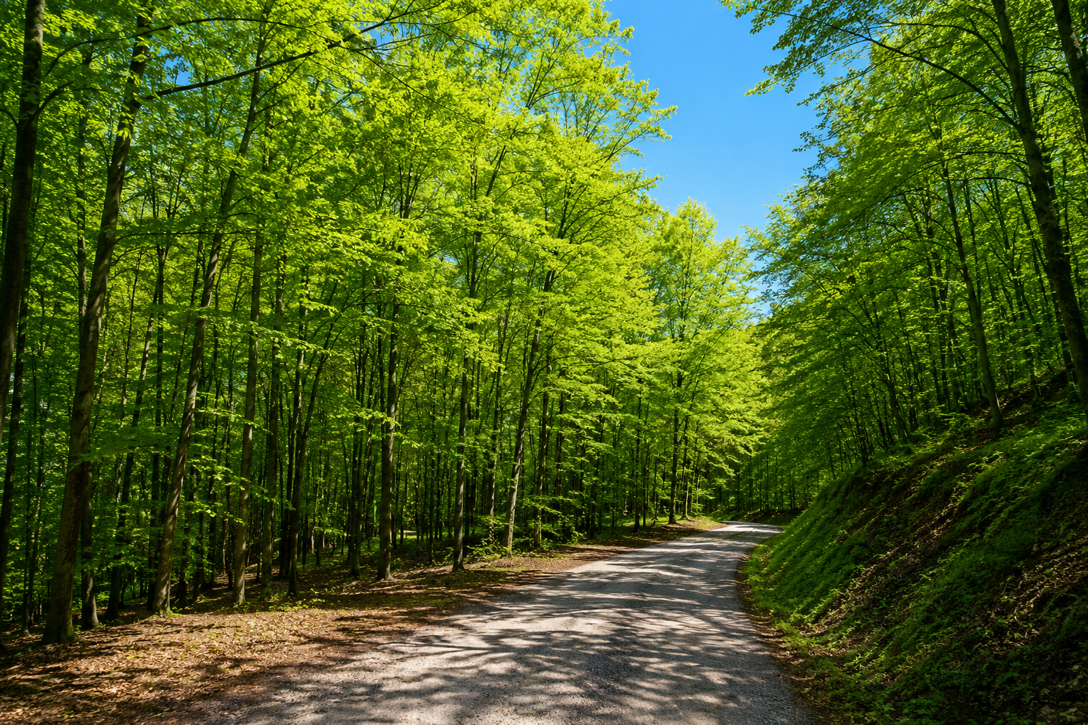 Belgrad Ormanı — İstanbul kültür rotası görseli